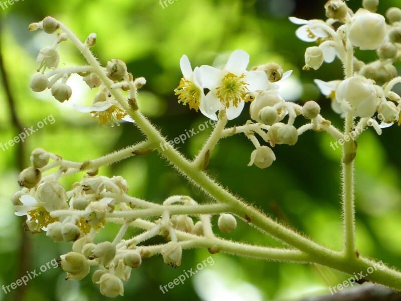 Flower White Yellow Strand Marguerite