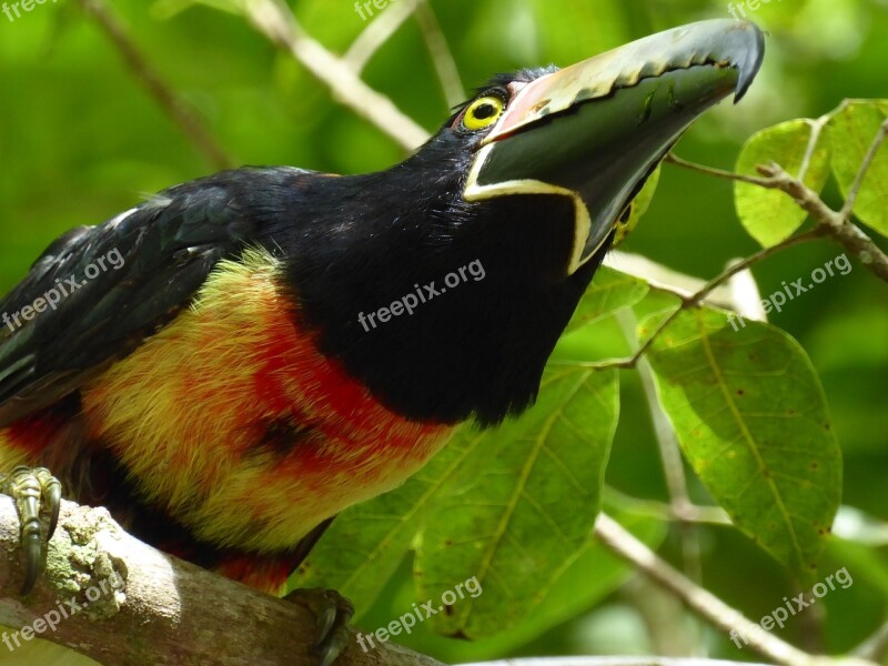 Toucan Yellow Black Red Tikal