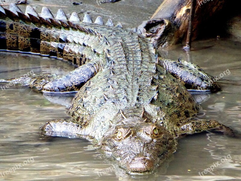 Caiman Young Tortuguero Costa Rica Free Photos