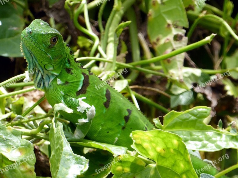 Iguana Young Green Tortuguero Costa Rica