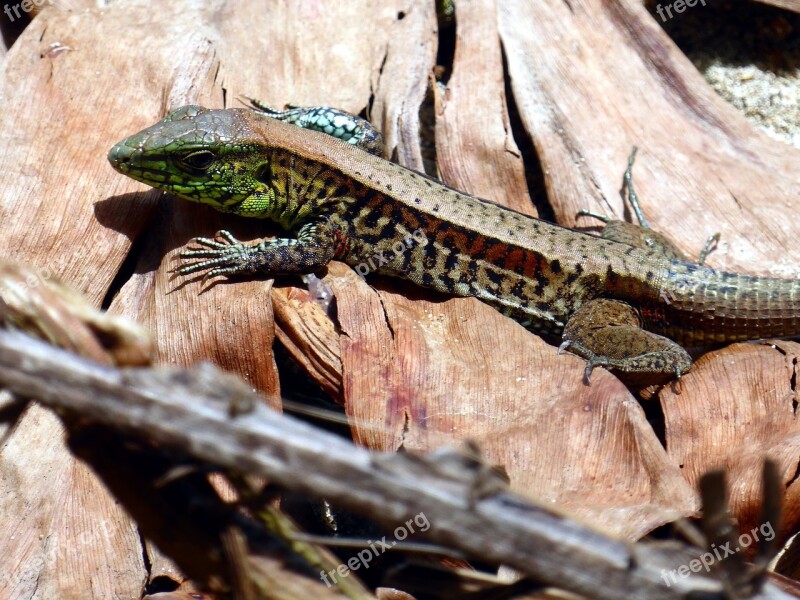 Lizard Costa Rica Cahuita Free Photos