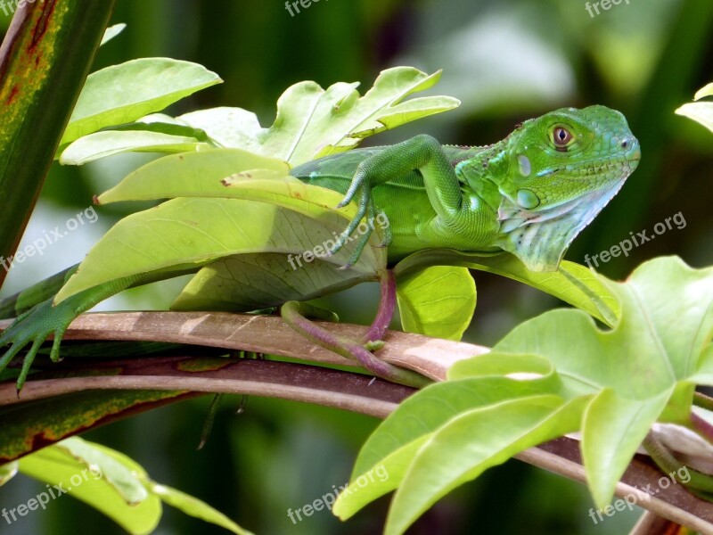 Iguana Young Green Costa Rica Cahuita