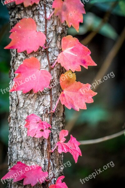 Korea Leaves Autumn Autumn Colors Seoul