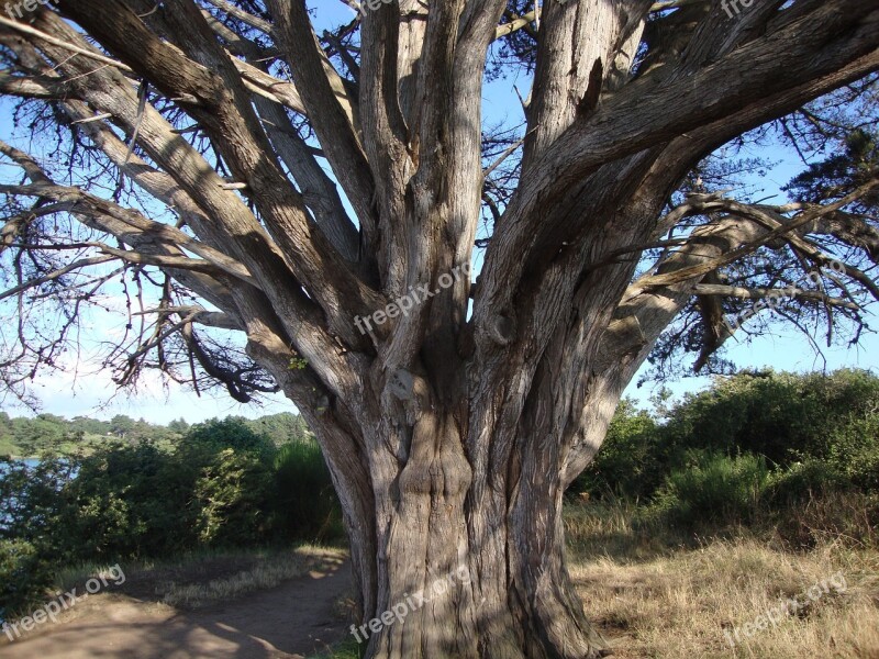 Brittany Morbihan Nature Plant Tree