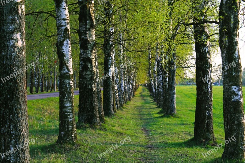 Birch Path Trees Living Nature Tree Trunks