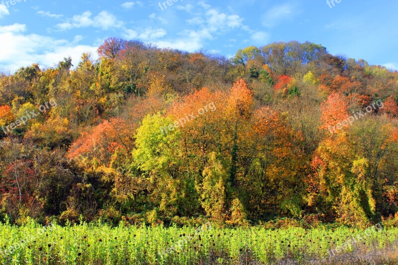 Autumn Leaves Forest Nature Autumn Forest