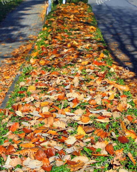 Autumn Leaves Forest Nature Autumn Forest