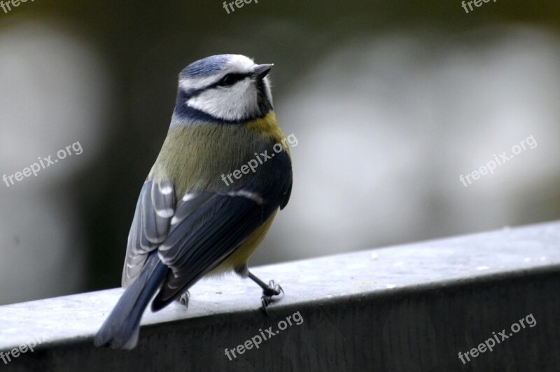 Tit Blue Tit Songbird Bird Small Bird