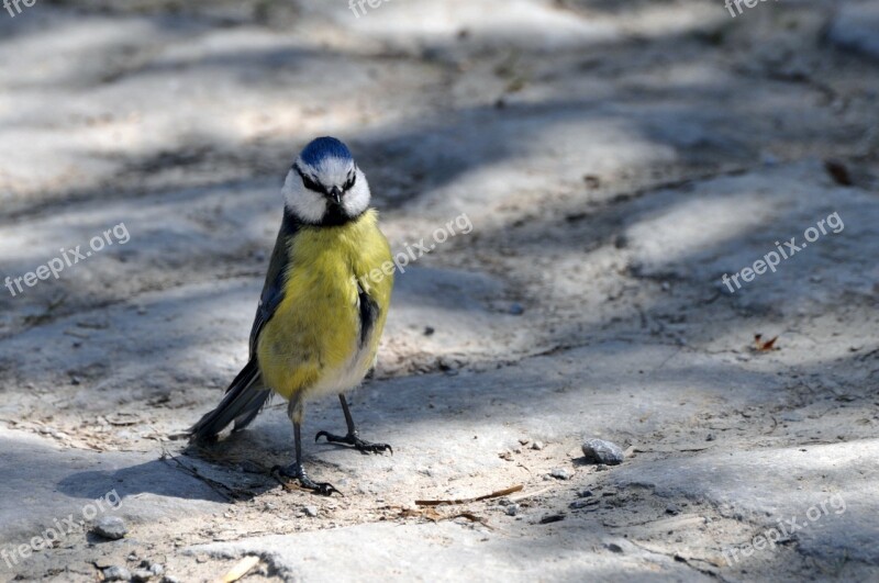 Tit Bird Blue Tit Animals Small Bird