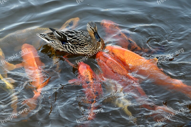 Duck Koikarpfen Water Fish Wet