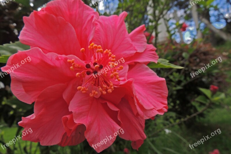 Flower Flowers Flowery Nature Cayenne