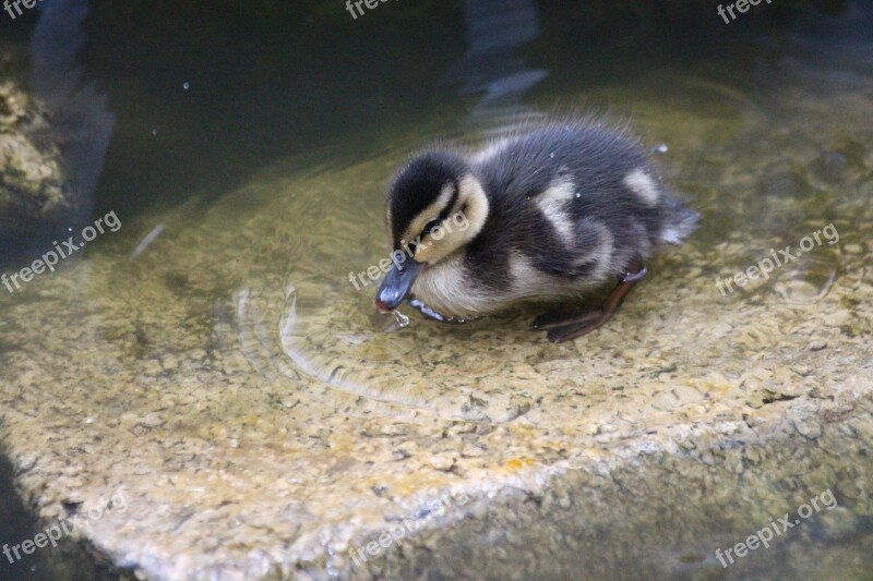 Duckling Duckling Duck Birds Feathered Race Duck