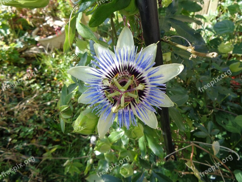 Passionflower Flower Garden Free Photos