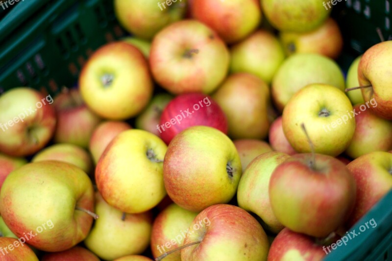 Thanksgiving Apple Fruit Fresh Autumn