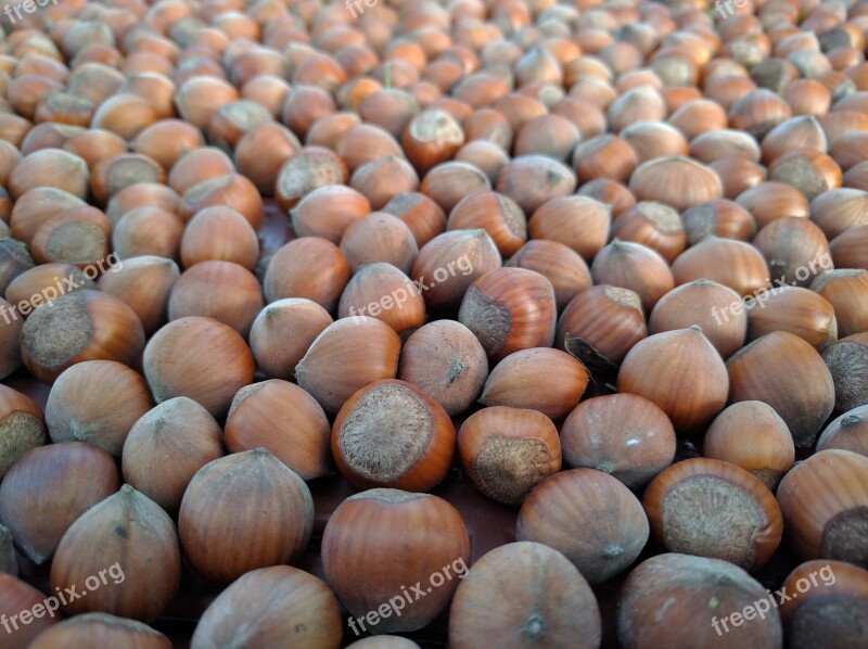 Hazel Crop Autumn Harvest Free Photos