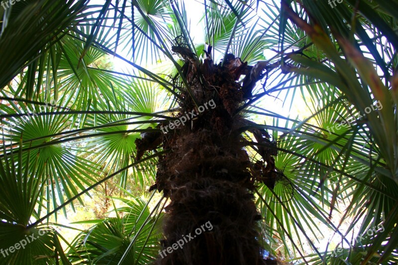 Palm Trees Plant Palm Leaf Green Tree