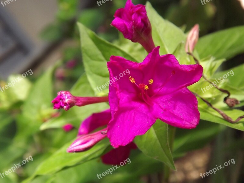 Flowers Pink Beautiful Flowers Pink Flower Bloom