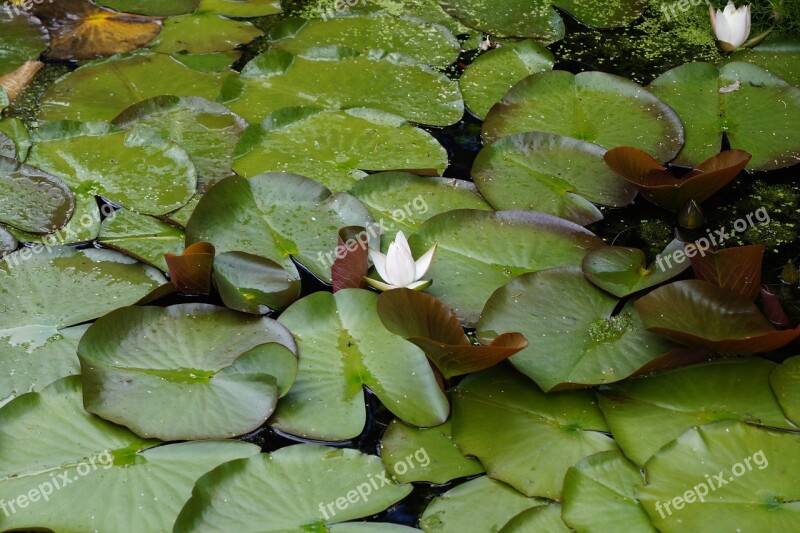 Pond Blossom Bloom Aquatic Plant White Flower