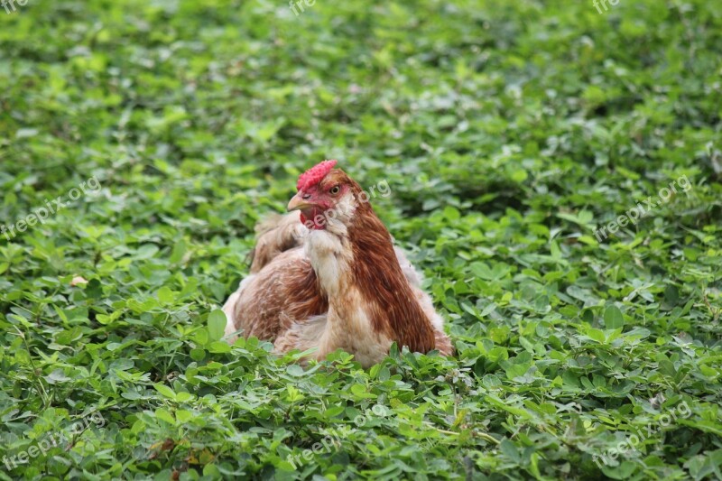 Hen Field Farm Aimagro Free Photos