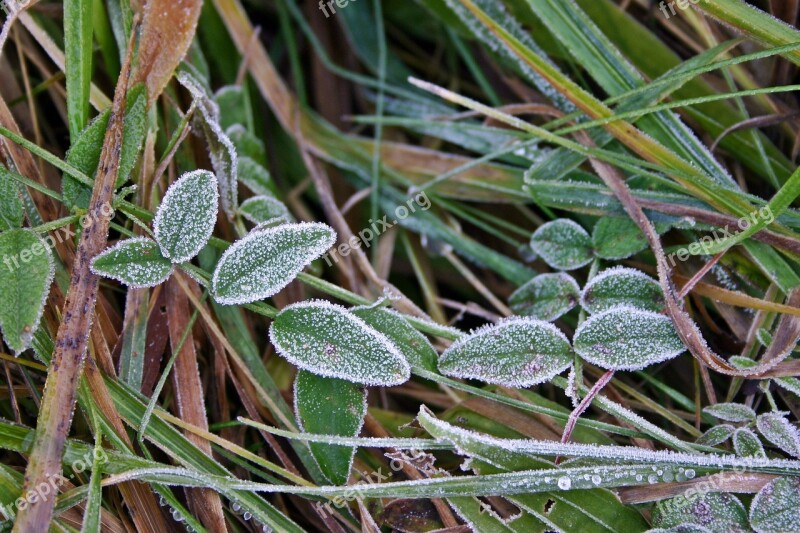 Hoarfrost Autumn Cold Cool Leaf