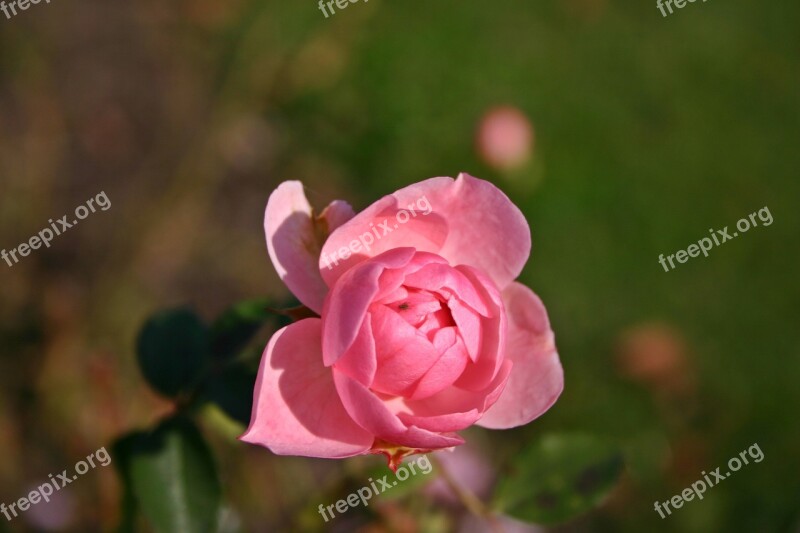 Rose Pink Plant Nature Blossom