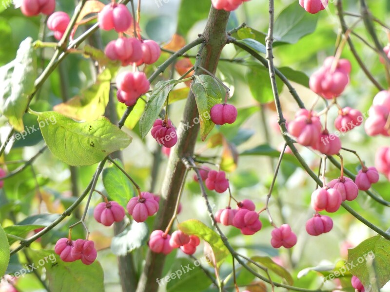 Ornamental Shrub Pink Autumn Decorative Beautiful