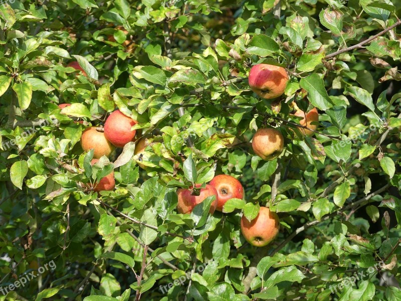 Fruit Tree Apple Tree Autumn Fruit Fill