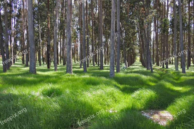 Forest Pine Nature Pineapple Landscape