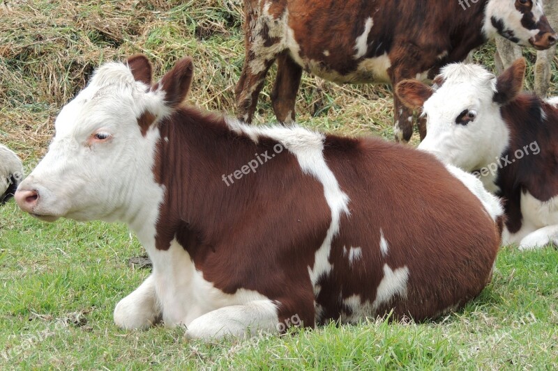 Cow Animal Husbandry Field Farm Nature