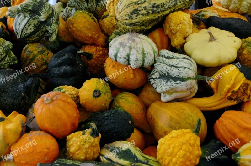 Pumpkins Autumn Fruit Colorful Vegetables