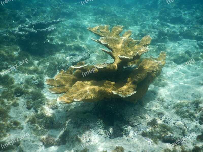 Underwater Coral Ocean Free Photos