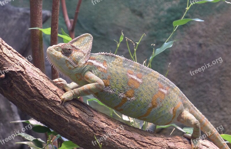 Chameleon Reptile Color Change Free Photos