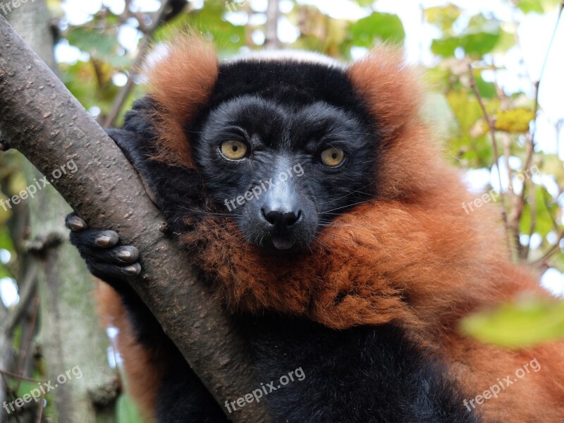 Maki Monkey Madagascar Mammal Vari