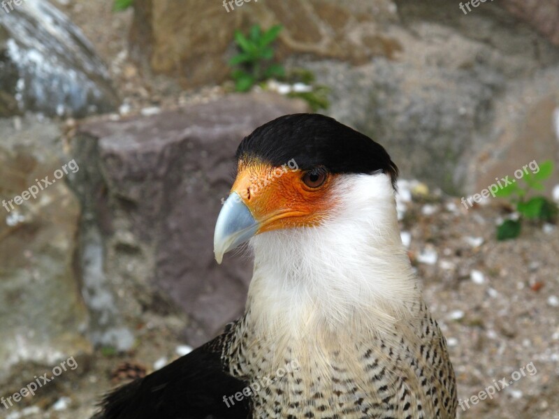 Bird Beak Feathers Animal Bird's Head Peninsula