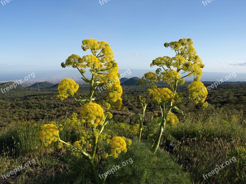 Nature Etna Sicily Mediterranean Relaxation