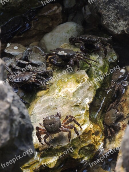 Crabs Water Rock Great Shellfish