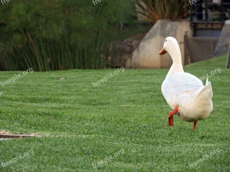 Duck Pata Ave Bird Landscape