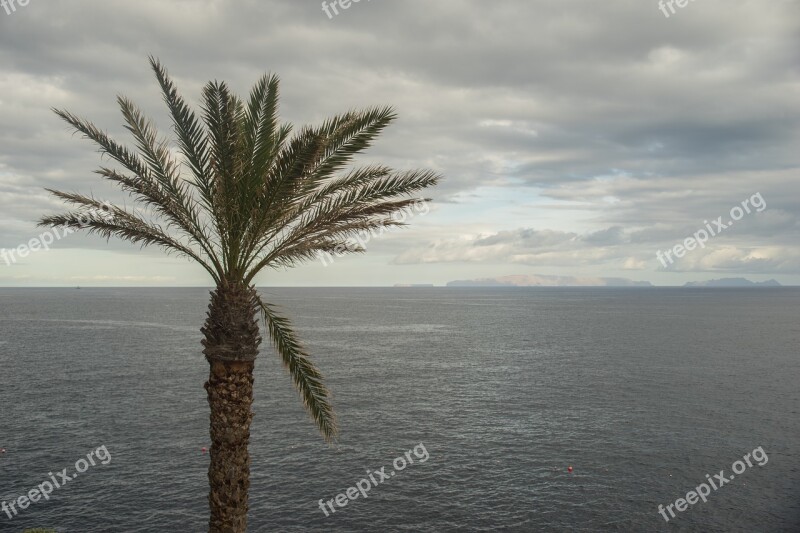 Palm Tree Palm Tree Tropical Ocean