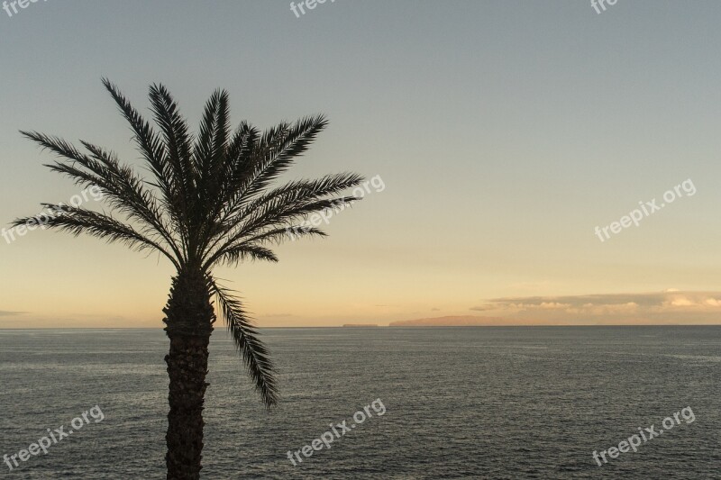 Palm Tree Palm Tree Tropical Ocean