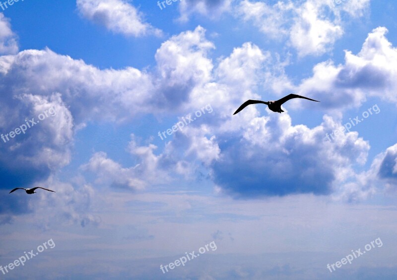 Seagull Istanbul Clouds Bosphorus Free Photos