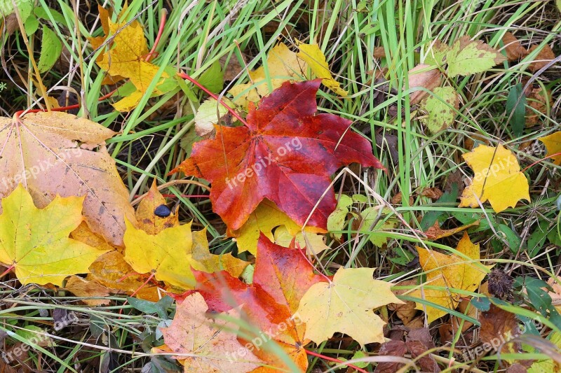 Maple Leaves Autumn Beauty Yellowed Sheet