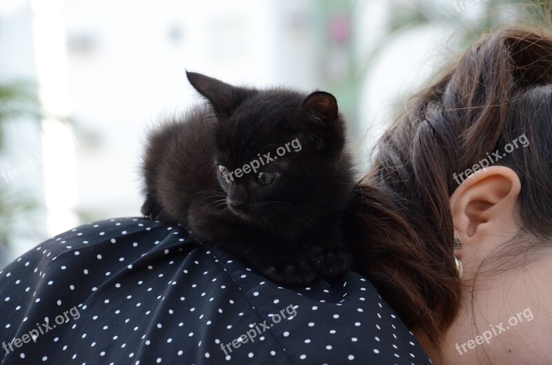 Kitten Cat On Shoulder Black Cat Puppy Feline Look