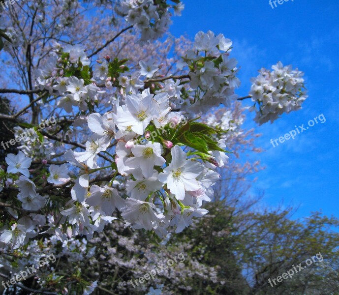 Cherry Blossoms Tree Pale Pink Wild Cherry Spring