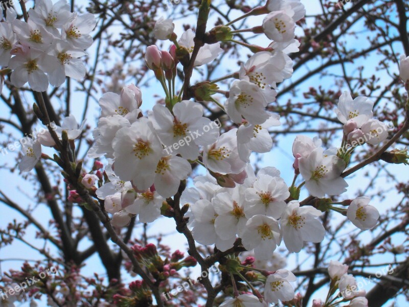 Cherry Blossoms Yoshino Cherry Tree Tree Pale Pink Spring