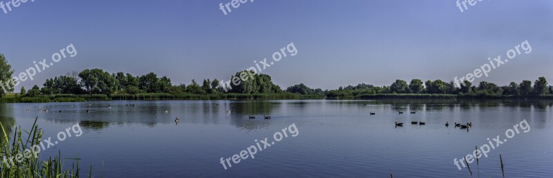 Lake Ducks Nature Trees Sky