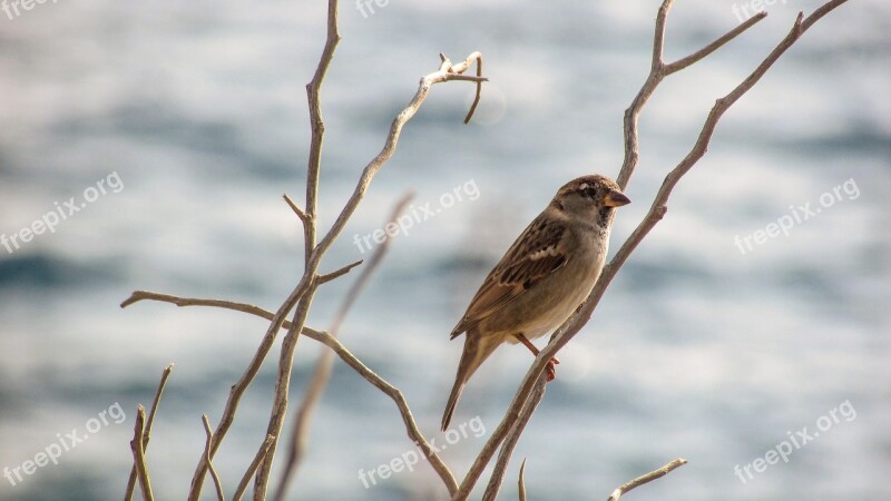 Sparrow Bird Tree Wildlife Ornithology