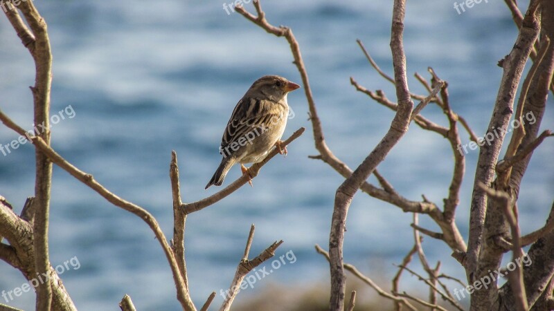 Sparrow Bird Tree Wildlife Ornithology