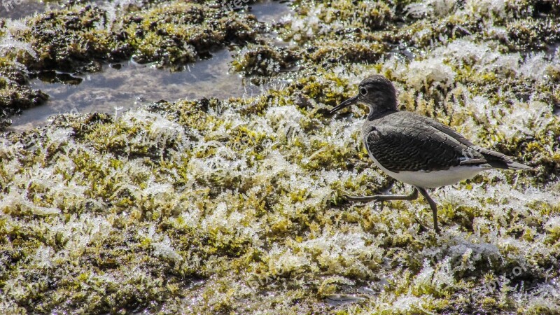 Stint Seabird Migratory Nature Wild