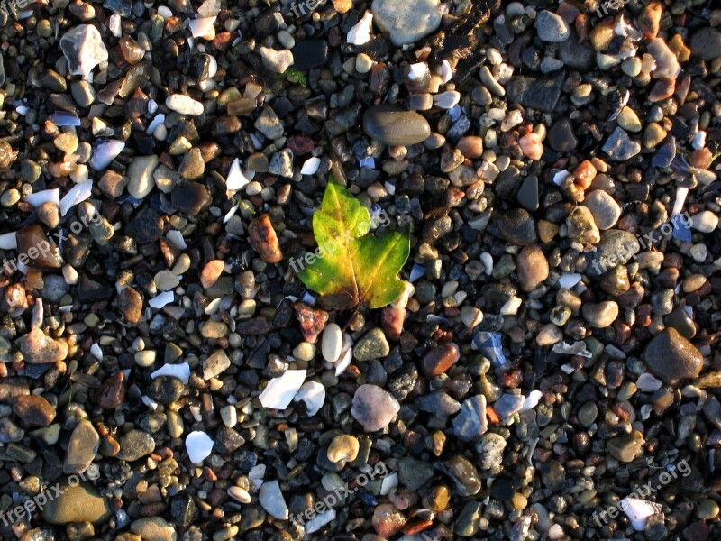 Mood Atmosphere Leaf Beach Stones