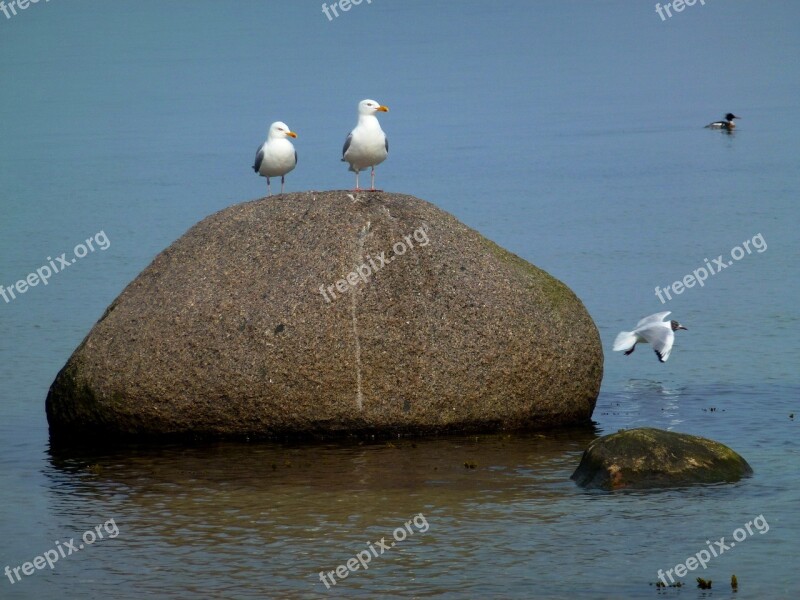 Maritime Gulls Stone Sea Lake